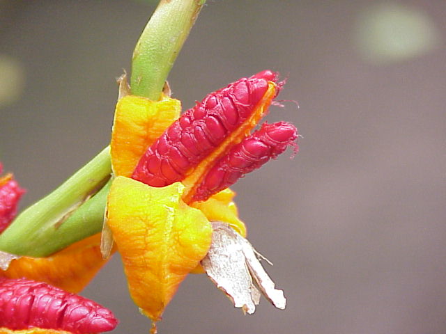 File:Brachychilum horsfieldii1.jpg