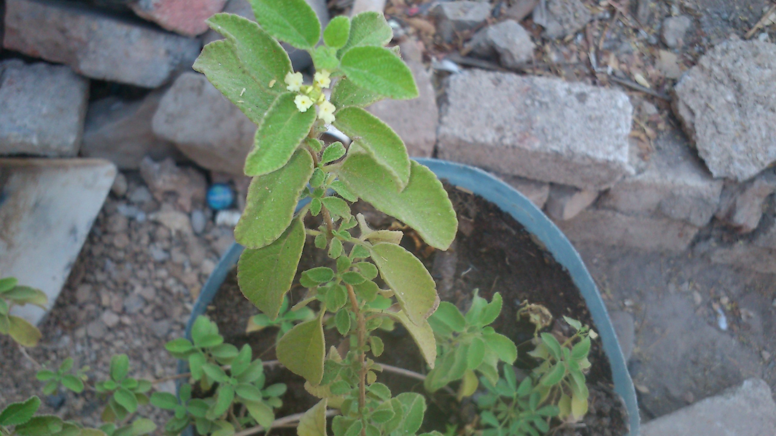 Brickellia Cavanillesii Wikipedia La Enciclopedia Libre