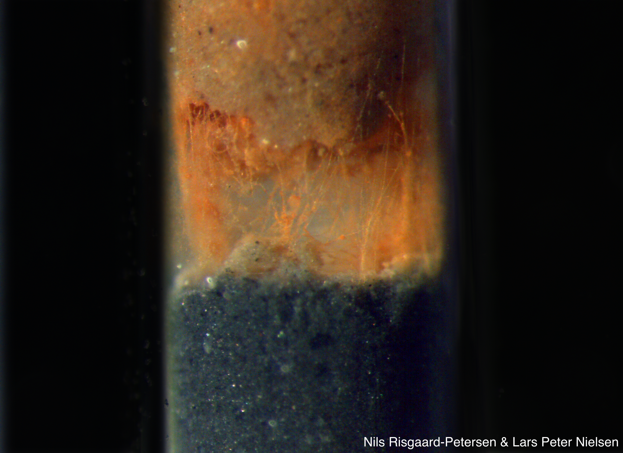 Cable bacteria in sediment.png