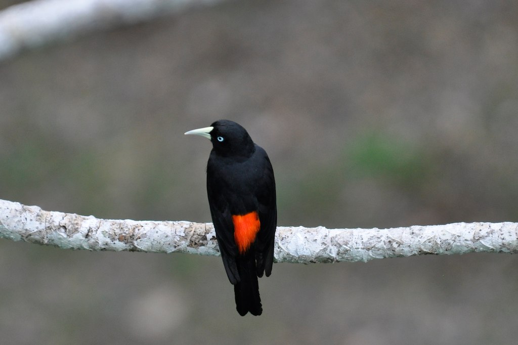 Photos of Scarlet-rumped Cacique (Cacicus microrhynchus)