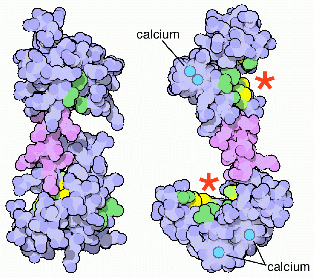 File:Calmodulin Binding sites.gif