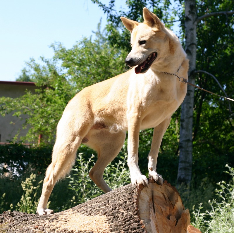 jindo is ill with infectious canine hepatitis