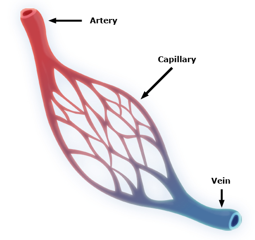 File:Capillary system CERT.jpg