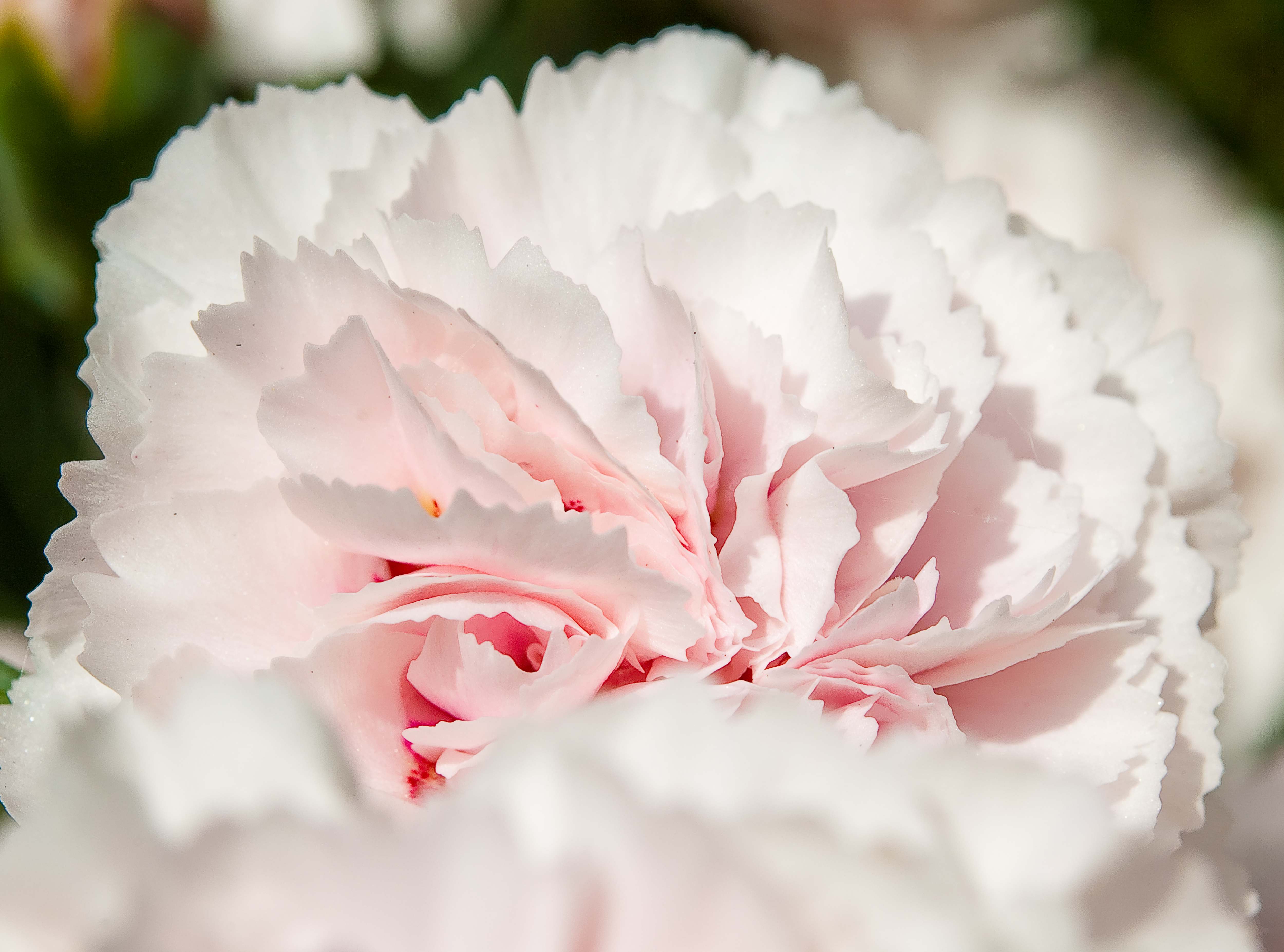 Carnation перевод. Carnation ideal select White. Pale Carnations. Pale Carnations Gallery. Pale Carnations 18.