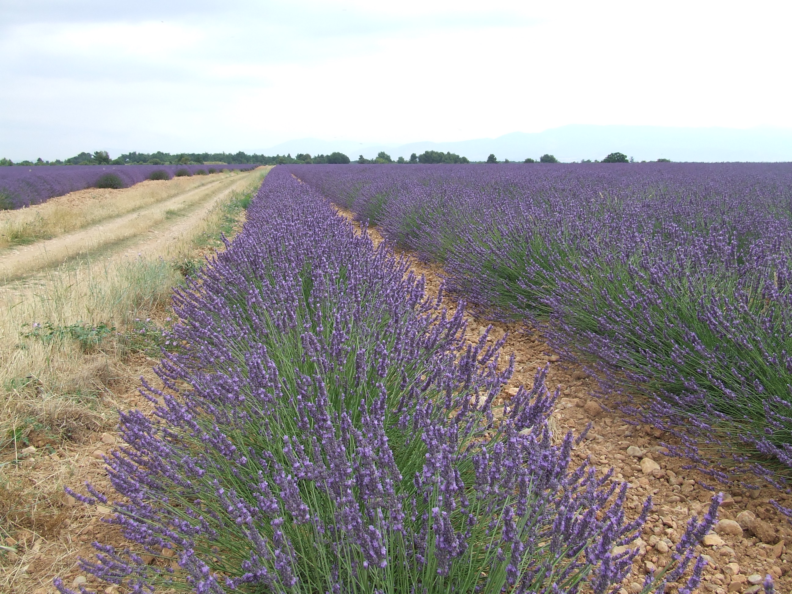 Прованс 5. Лавандовое поле фото на рабочий стол. Bleu Provence.