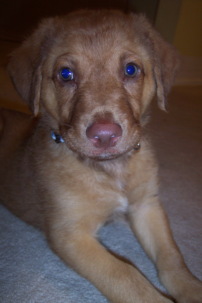 red chesapeake bay retriever