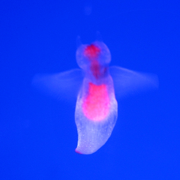 File:Clione limacina 2007-03-07.jpg