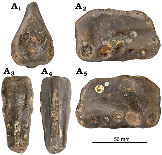 Species New to Science: [Paleontology • 2019] On Targaryendraco wiedenrothi  gen. nov. (Pterodactyloidea, Pteranodontoidea, Lanceodontia) and  Recognition of A New Cosmopolitan Lineage of Cretaceous Toothed  Pterodactyloids