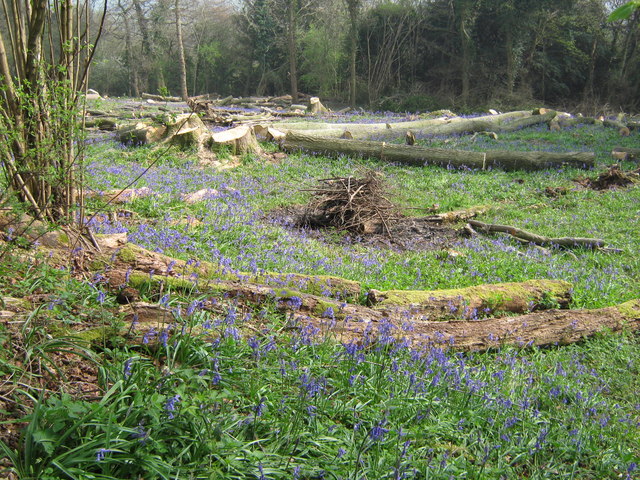 Coppiced Wood - geograph.org.uk - 1256102