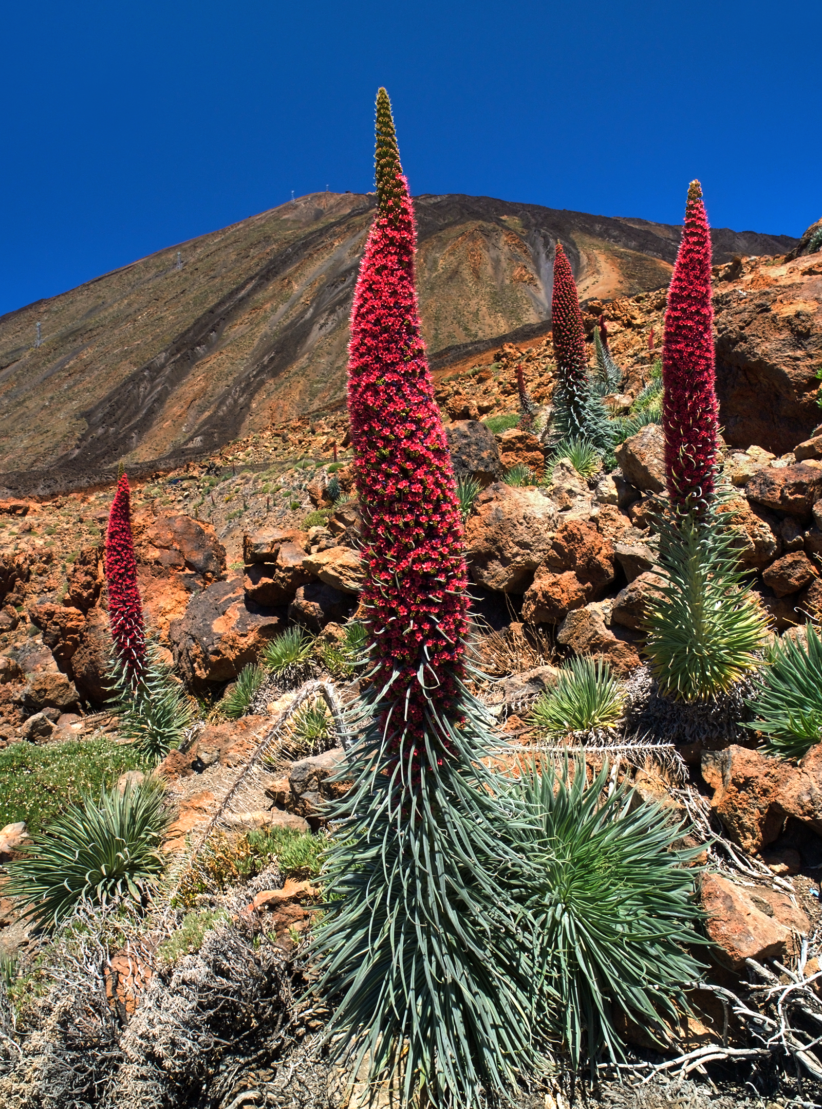 Echium wildpretii subsp. wildpretii