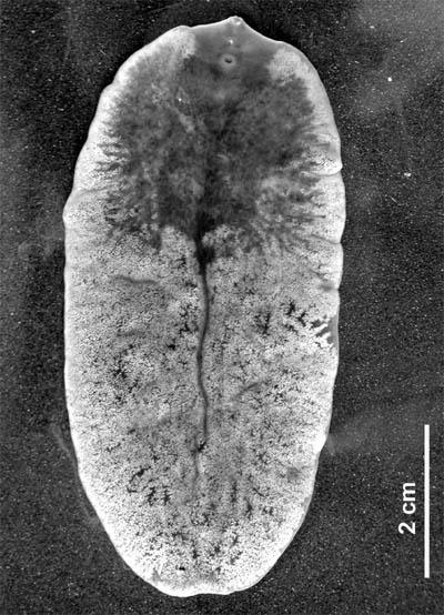 platyhelminthes máj fluke