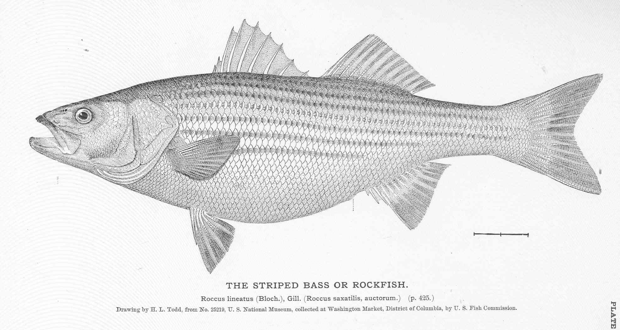 Striped Bass (Rockfish) - 1884 Print