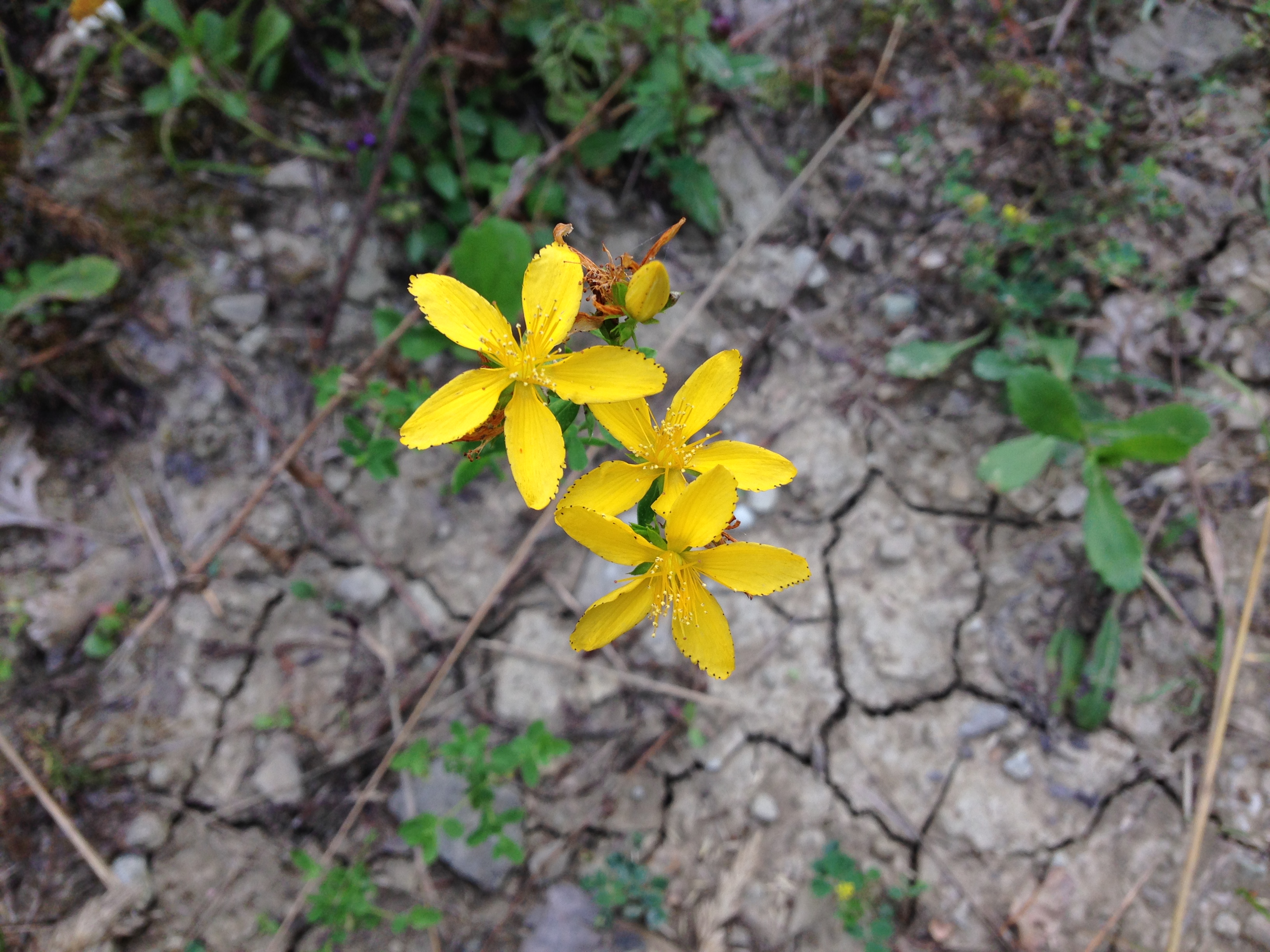 File Fiori Gialli Spontanei Jpg Wikimedia Commons