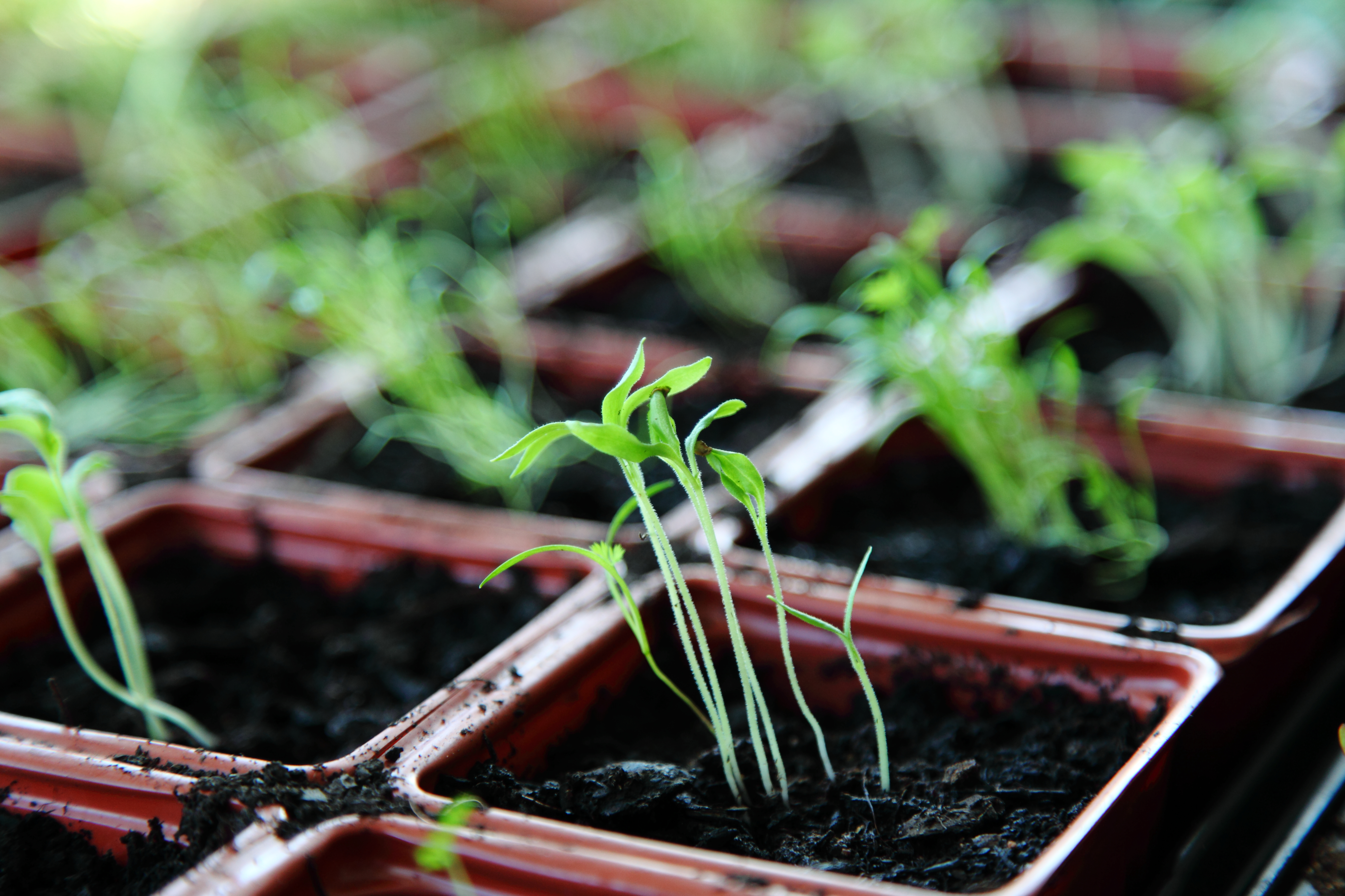 Рассада помидор тянется и тонкая. Seedling «рассада». Рассада вытянулась. Вытянутая рассада томатов. Тонкая рассада.