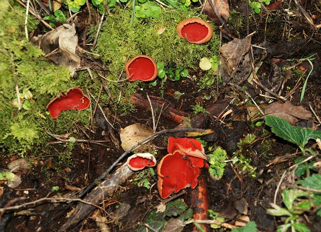 File:Fungus, Castleroe Wood - geograph.org.uk - 729300.jpg