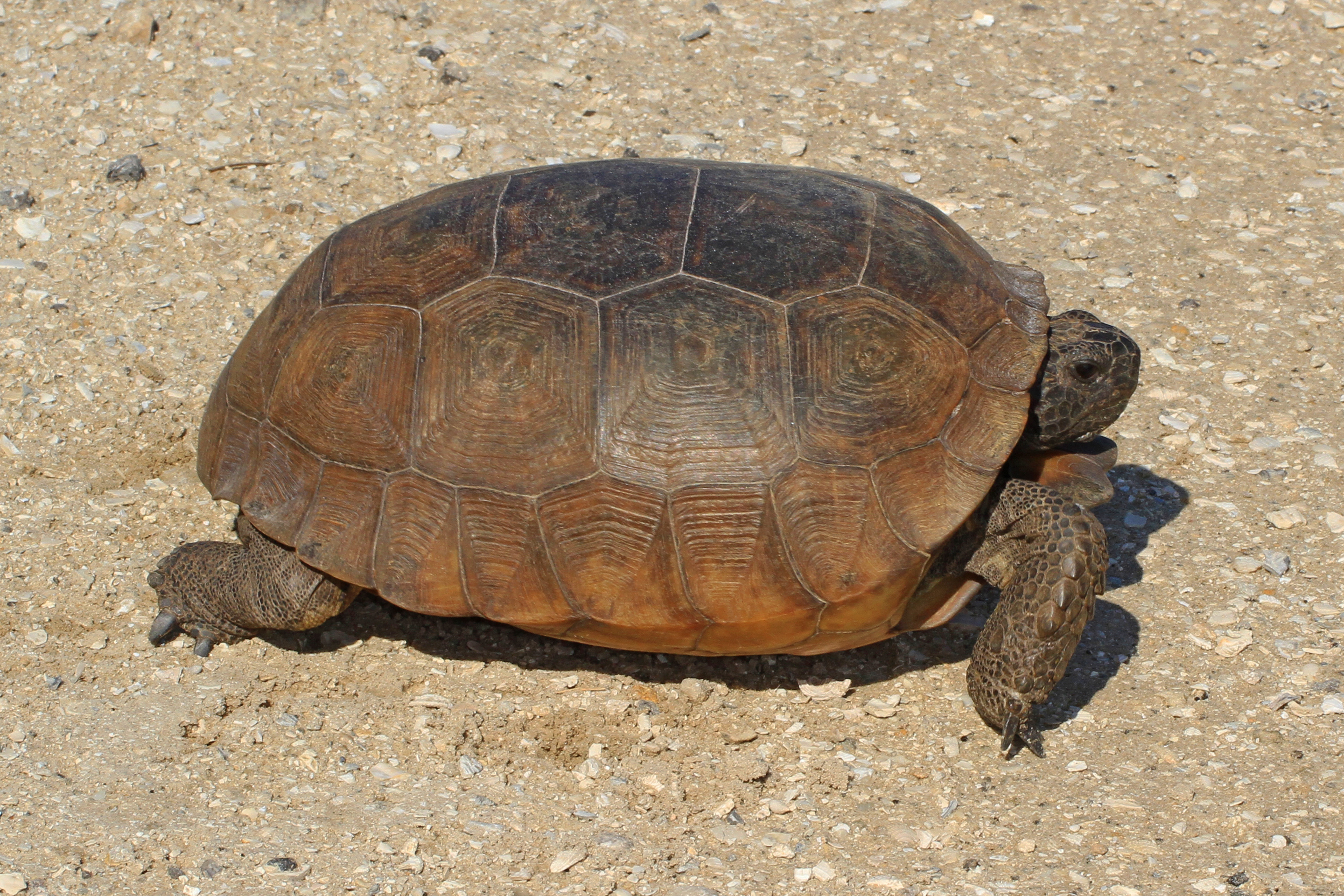 Gopher tortoise - Wikipedia