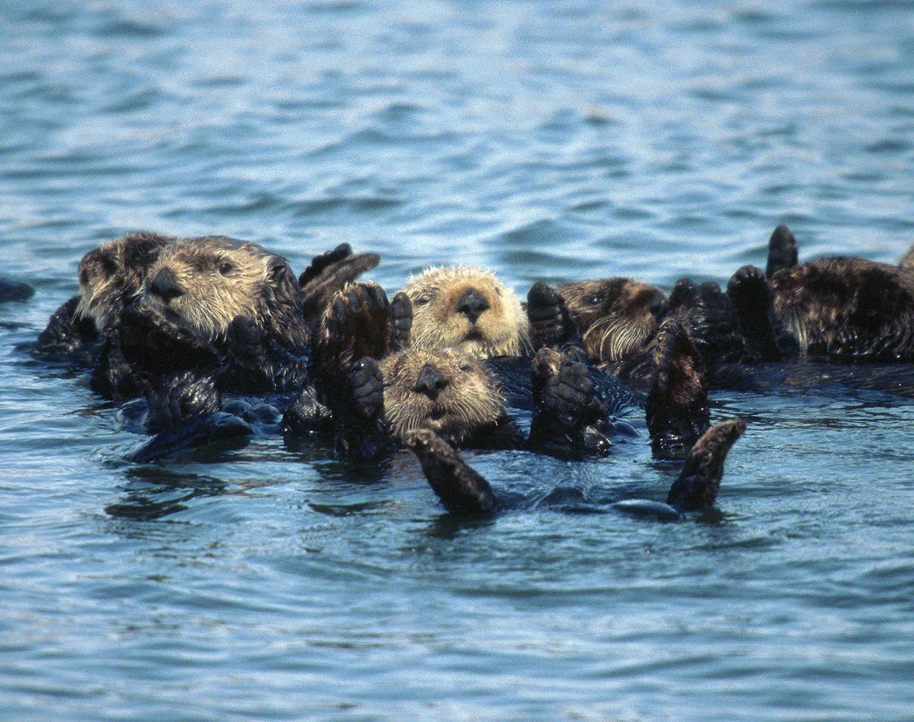 Group Of Otters 111