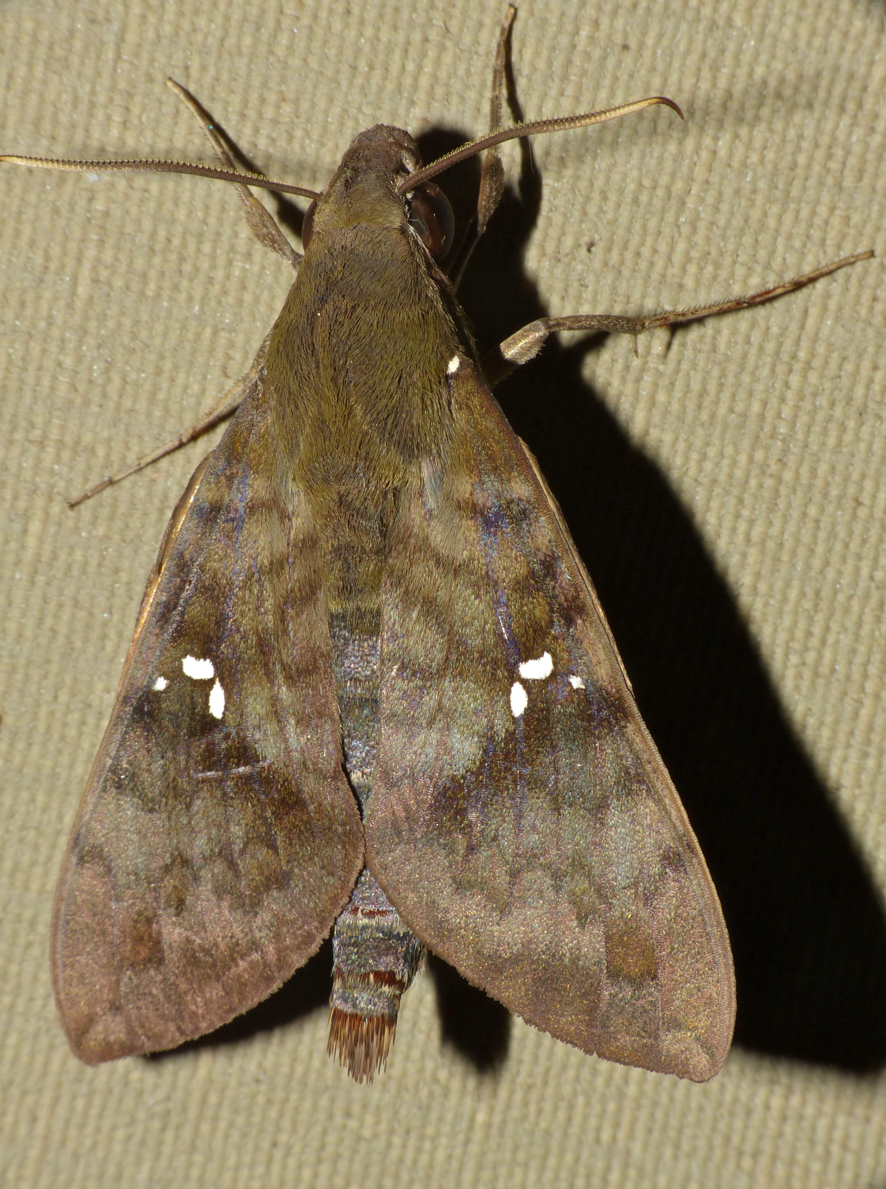 Hawkmoth (Nephele peneus) (14015990403).jpg