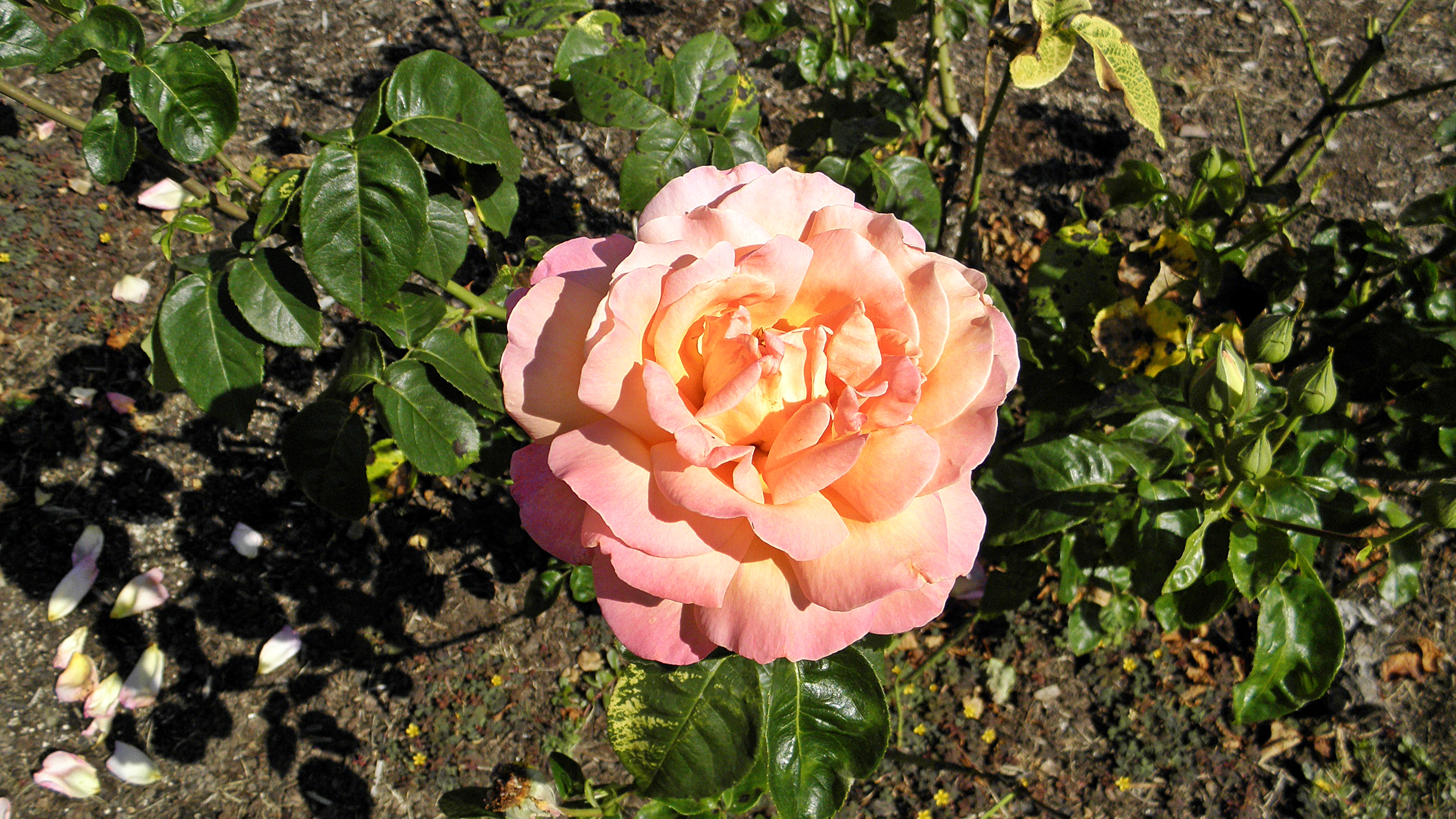 malibu роза эквадор