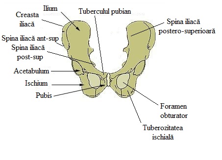 centura pelviana)