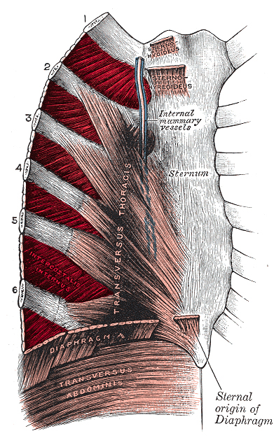 innermost intercostal muscle cadaver