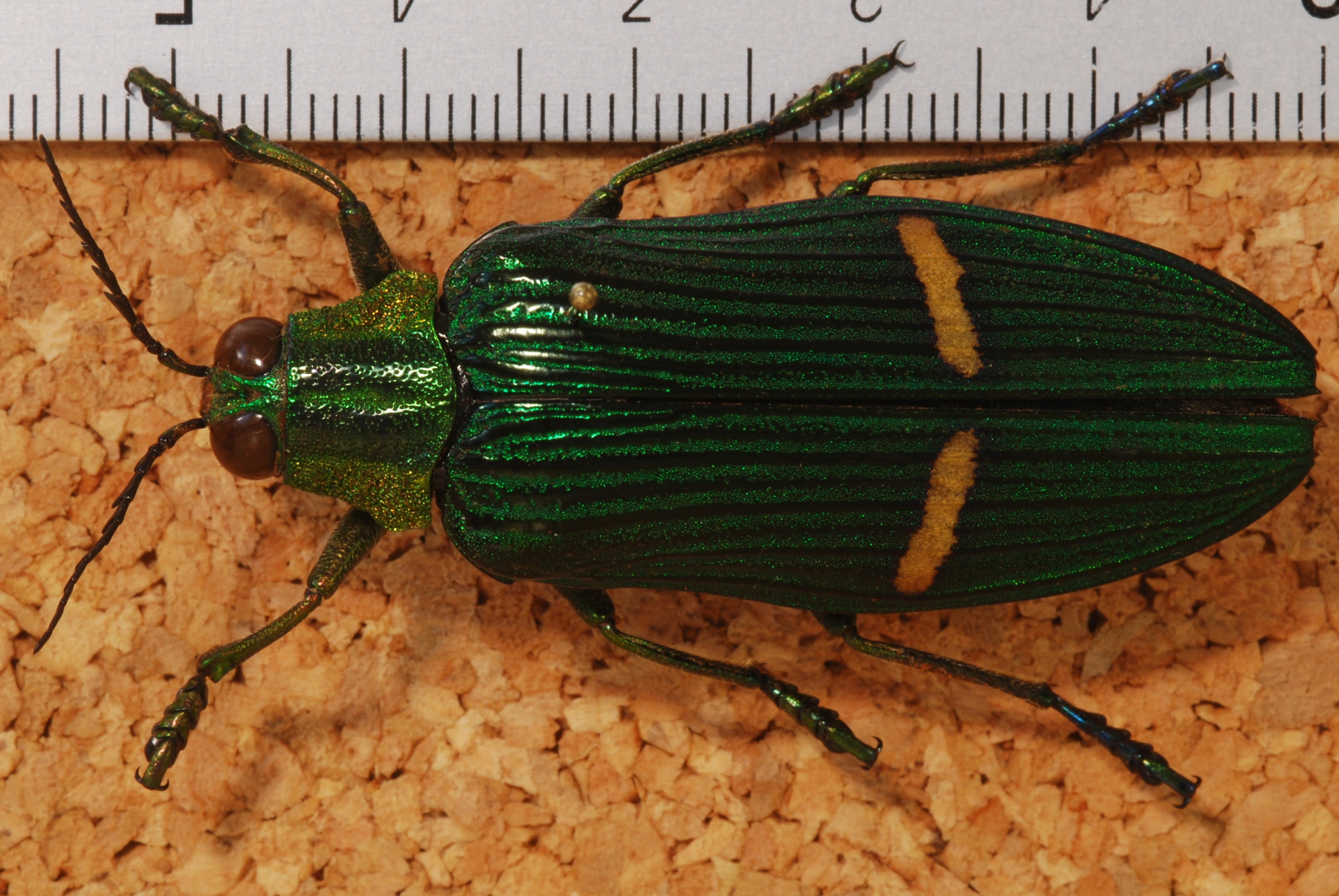 Jewel Beetle (Catoxantha opulenta borneensis) (8249358265).jpg