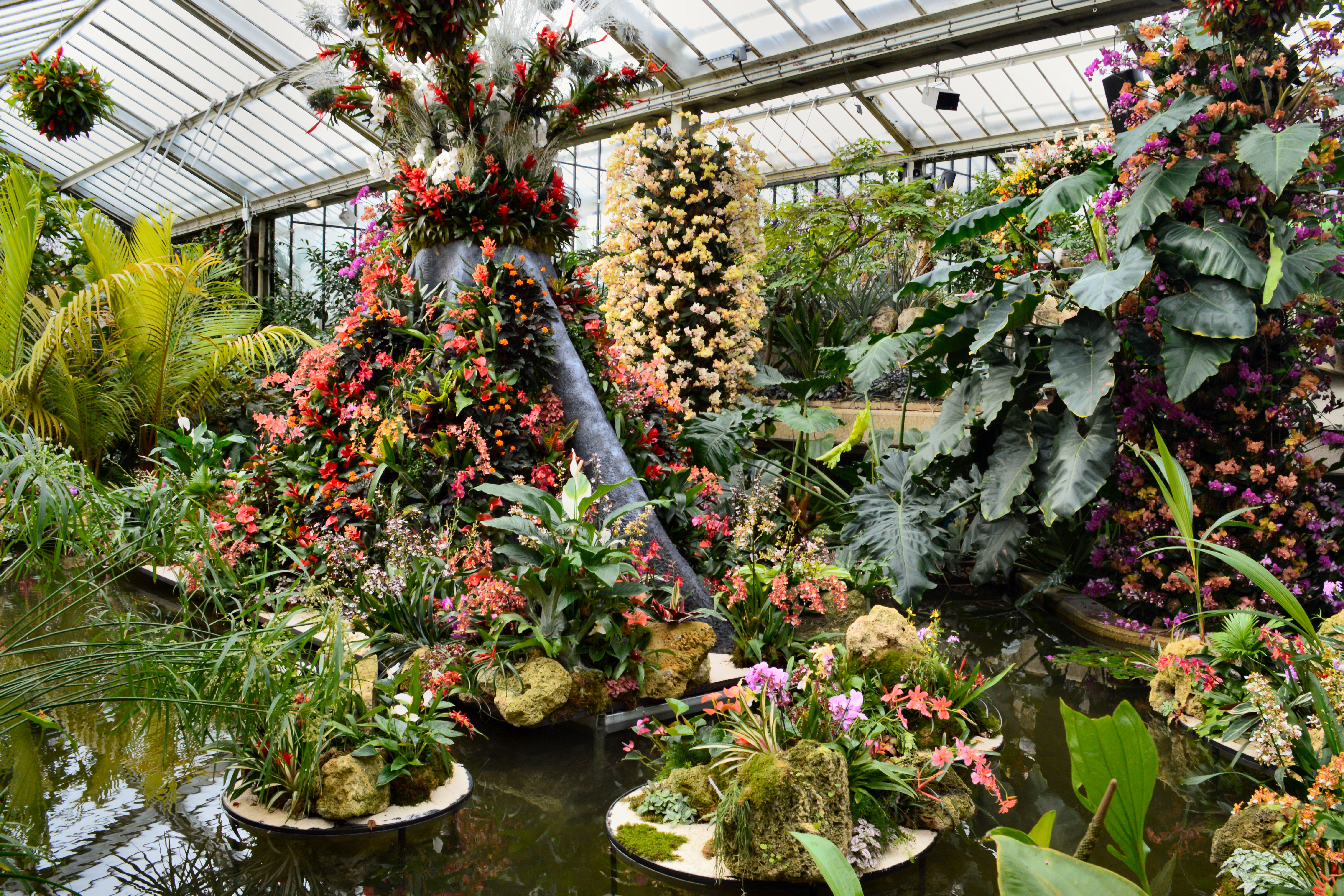 File:Kew Gardens Orchid Festival 2020  - Wikimedia Commons