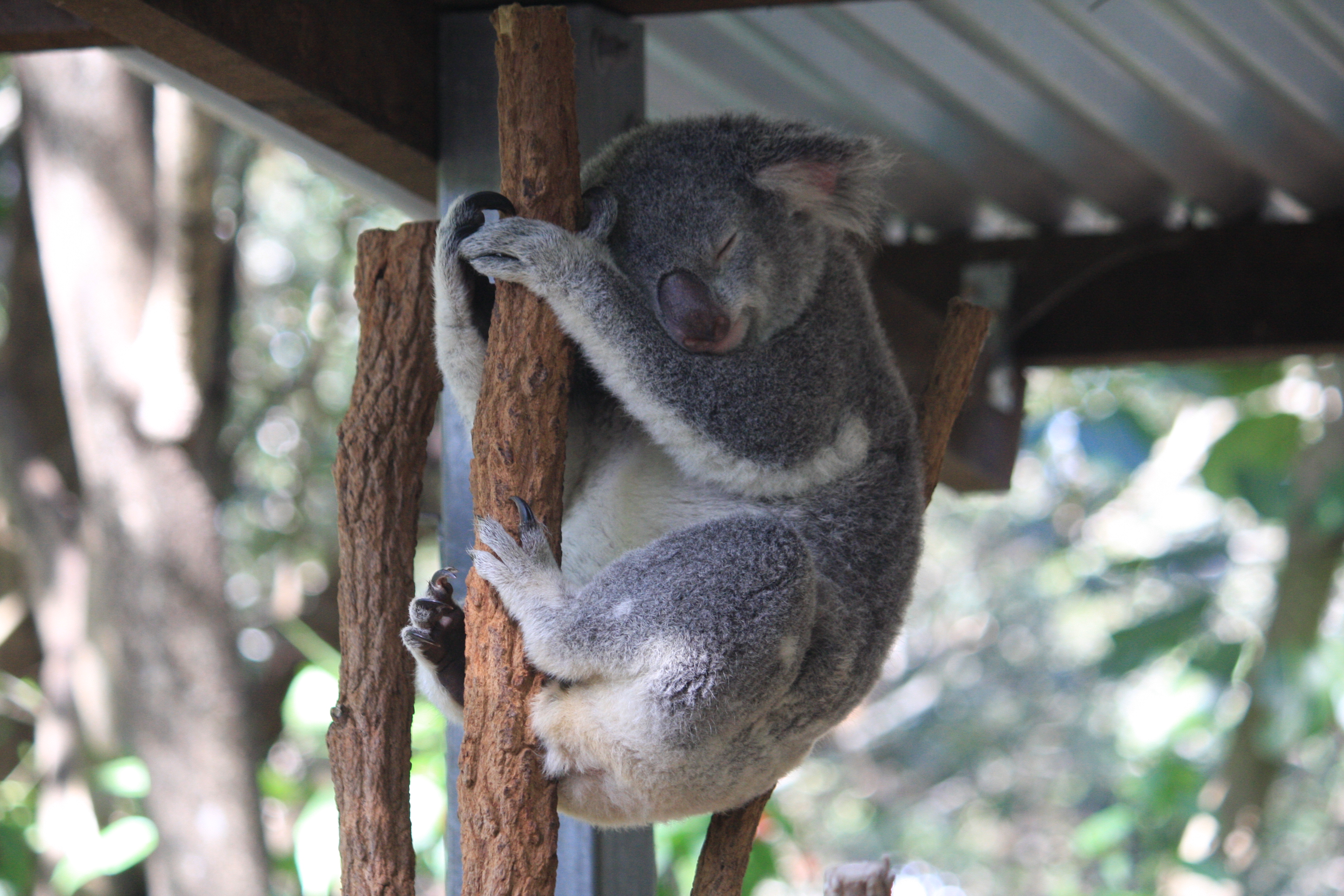 brisbane koala