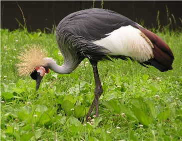 Grijze Kroonkraanvogel - Wikipedia