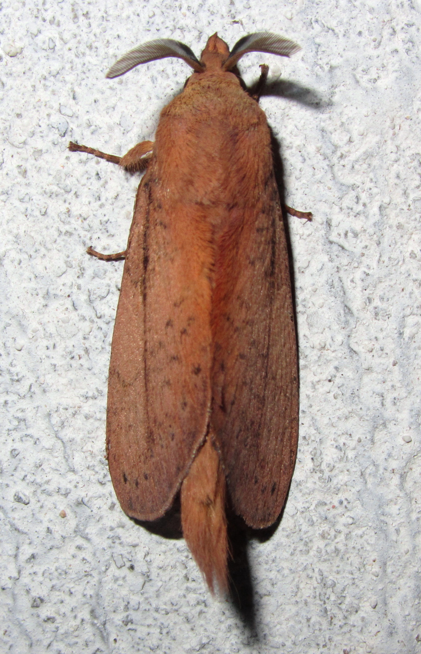 Kunugia spp? (7222200042).jpg