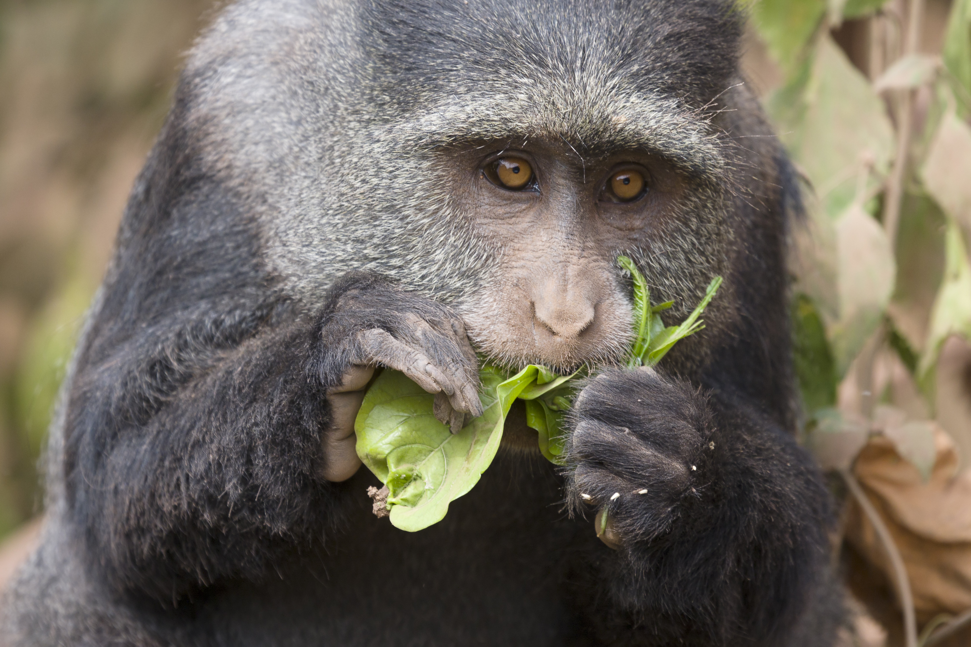 Cercopithecus mitis - Wikipedia, la enciclopedia libre