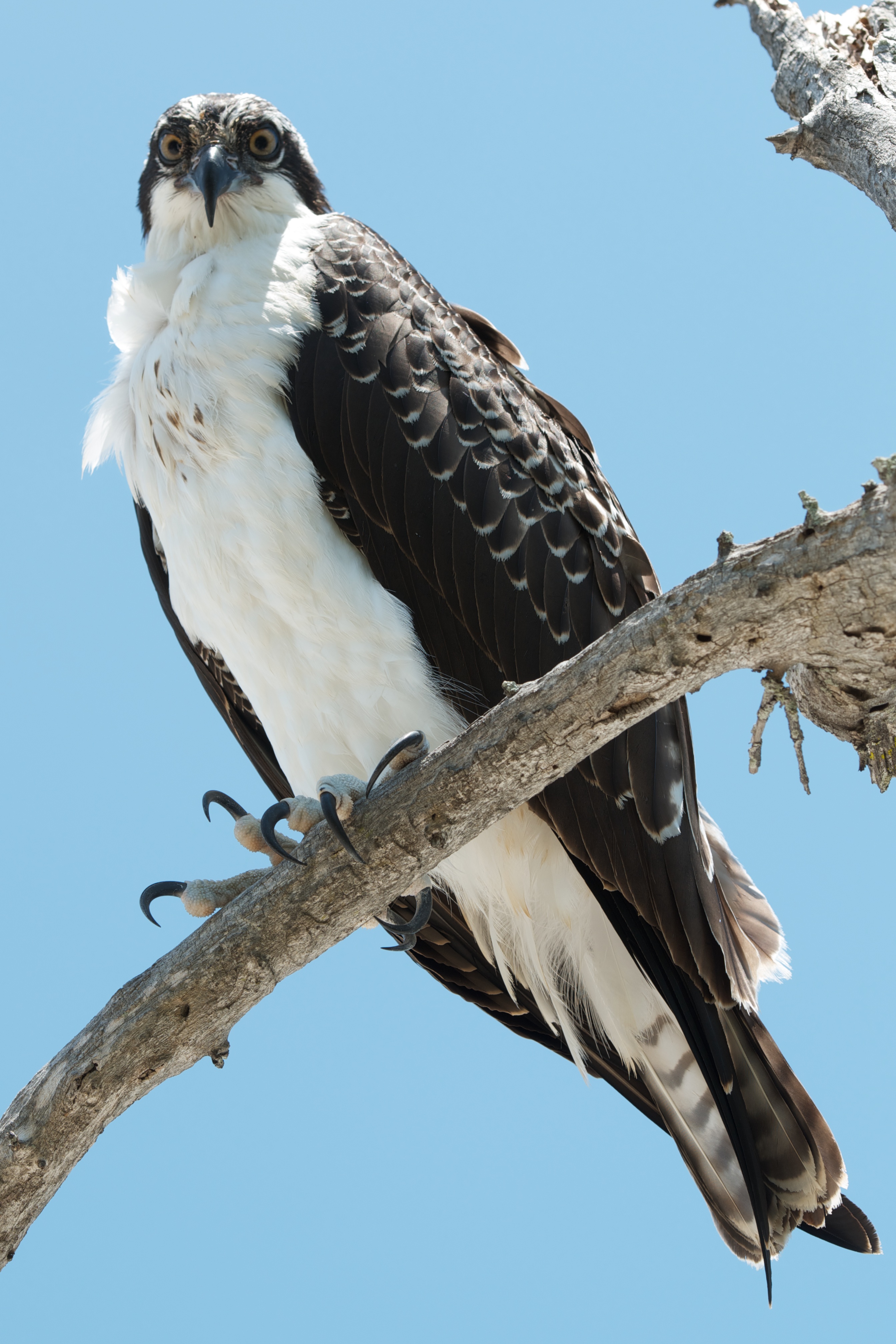 Pandion haliaetus -Sanibel Island, Florida, USA -juvenile-8.jpg