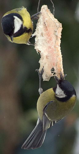 File:Parus major.jpg