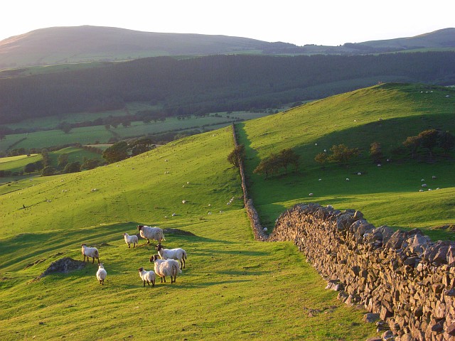 File:Pastures, Bassenthwaite - geograph.org.uk - 902007.jpg