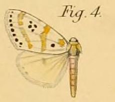 <i>Lacipa</i> Genus of moths