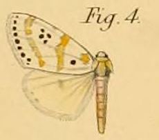 Lacipa quadripunctata