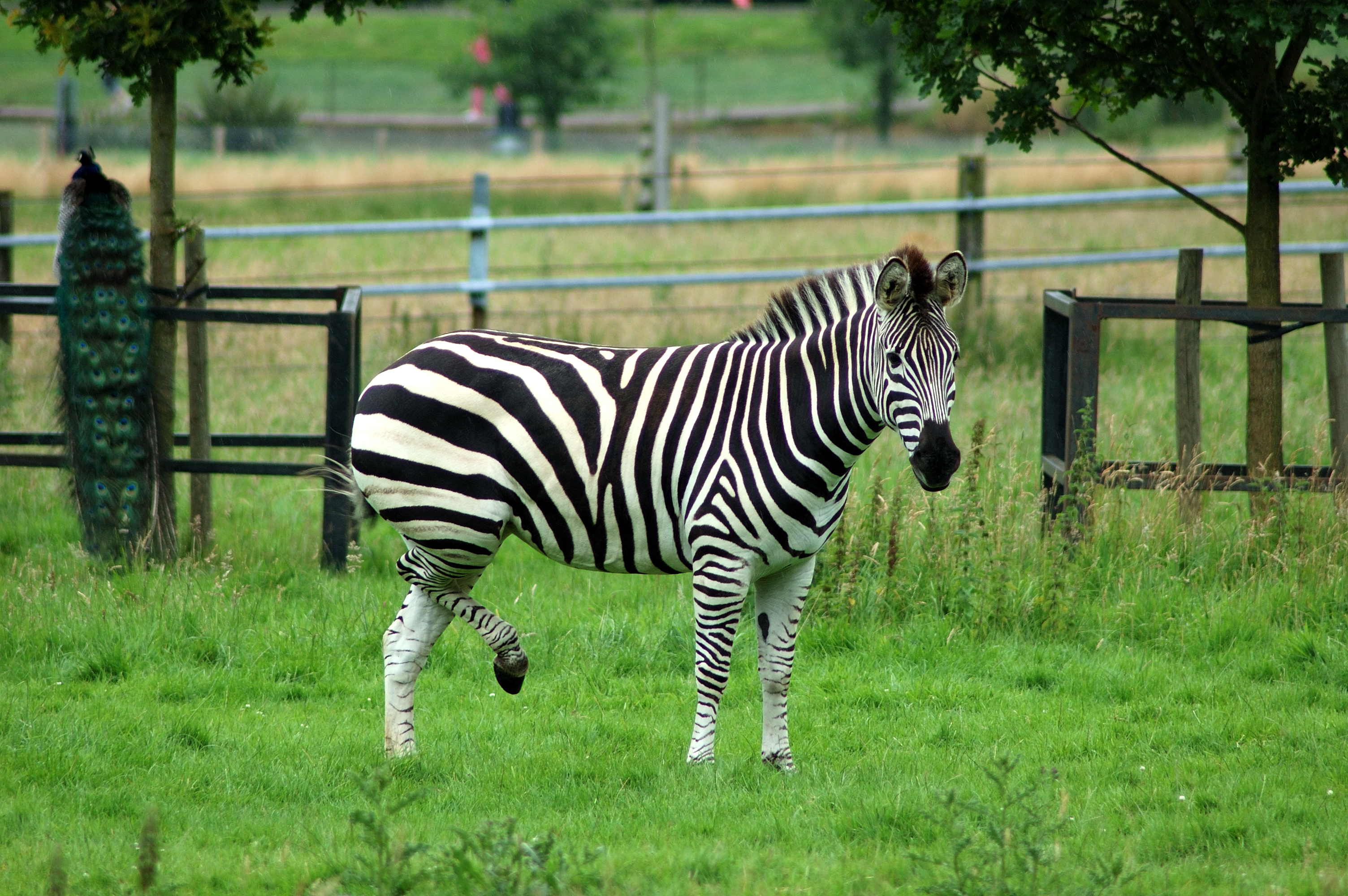 https://upload.wikimedia.org/wikipedia/commons/f/f6/Plain_Zebra_on_3_legs_%28955773032%29.jpg