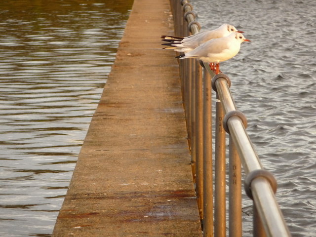 File:Poole, three gulls on the lake walkway - geograph.org.uk - 1430382.jpg