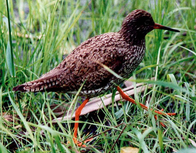 File:Redshank172.jpg