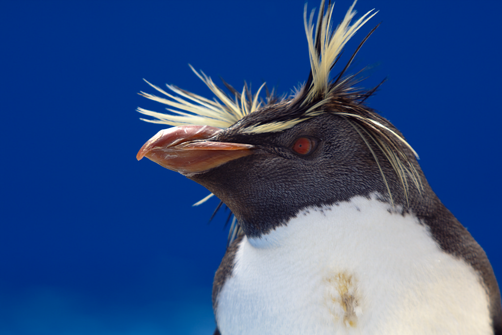 File Rockhopper Penguin Head Jpg Wikimedia Commons