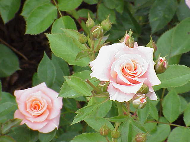 File:Rosa sp.162.jpg