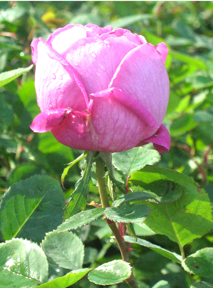 File:Rose flower.jpg - Wikimedia Commons