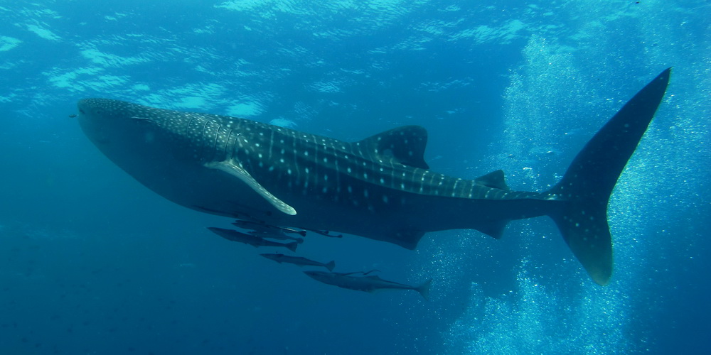 A whale shark in the ocean