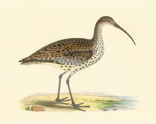 File:Slender-billed Curlew.jpg