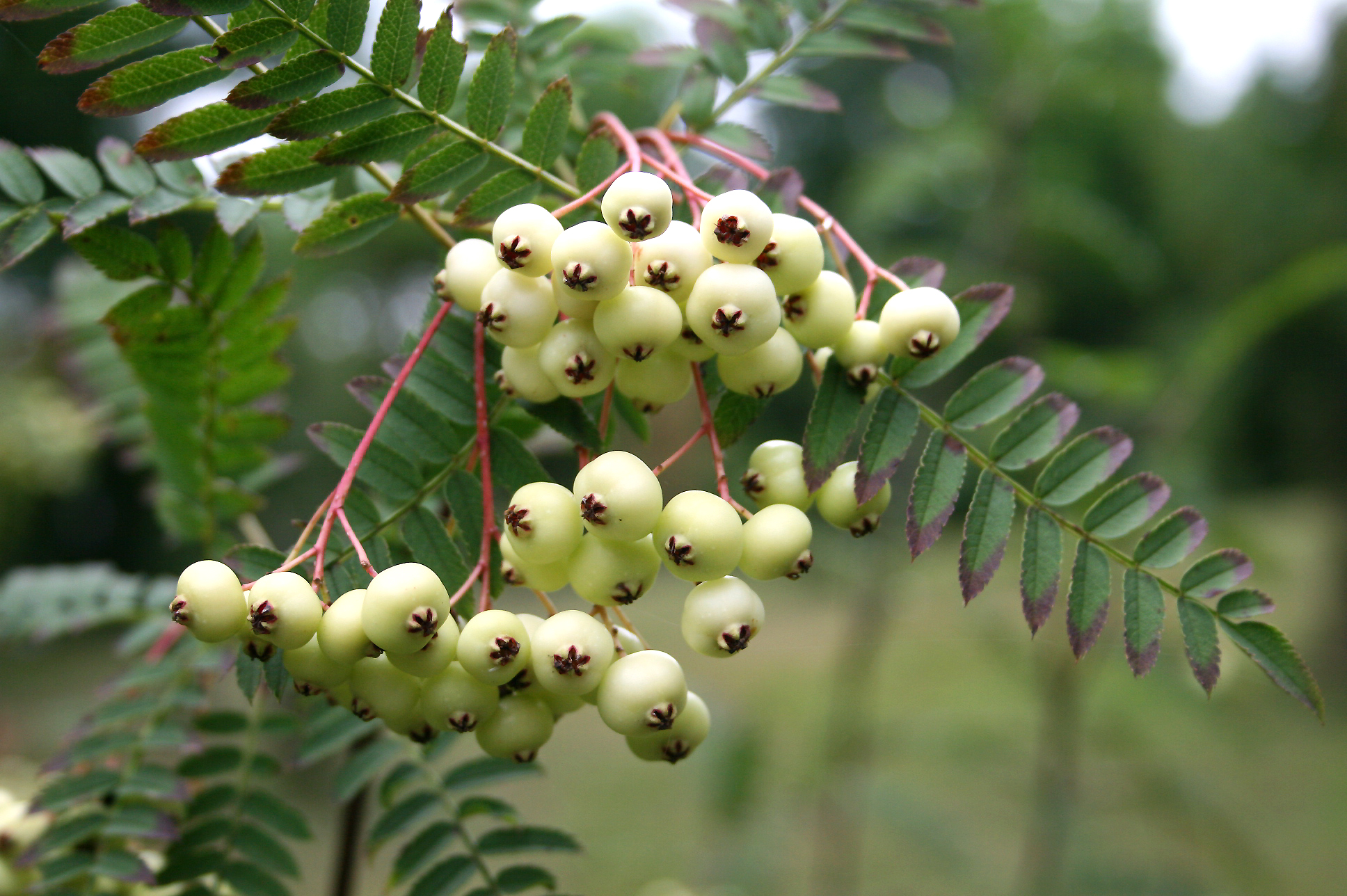 Sorbus frutescens