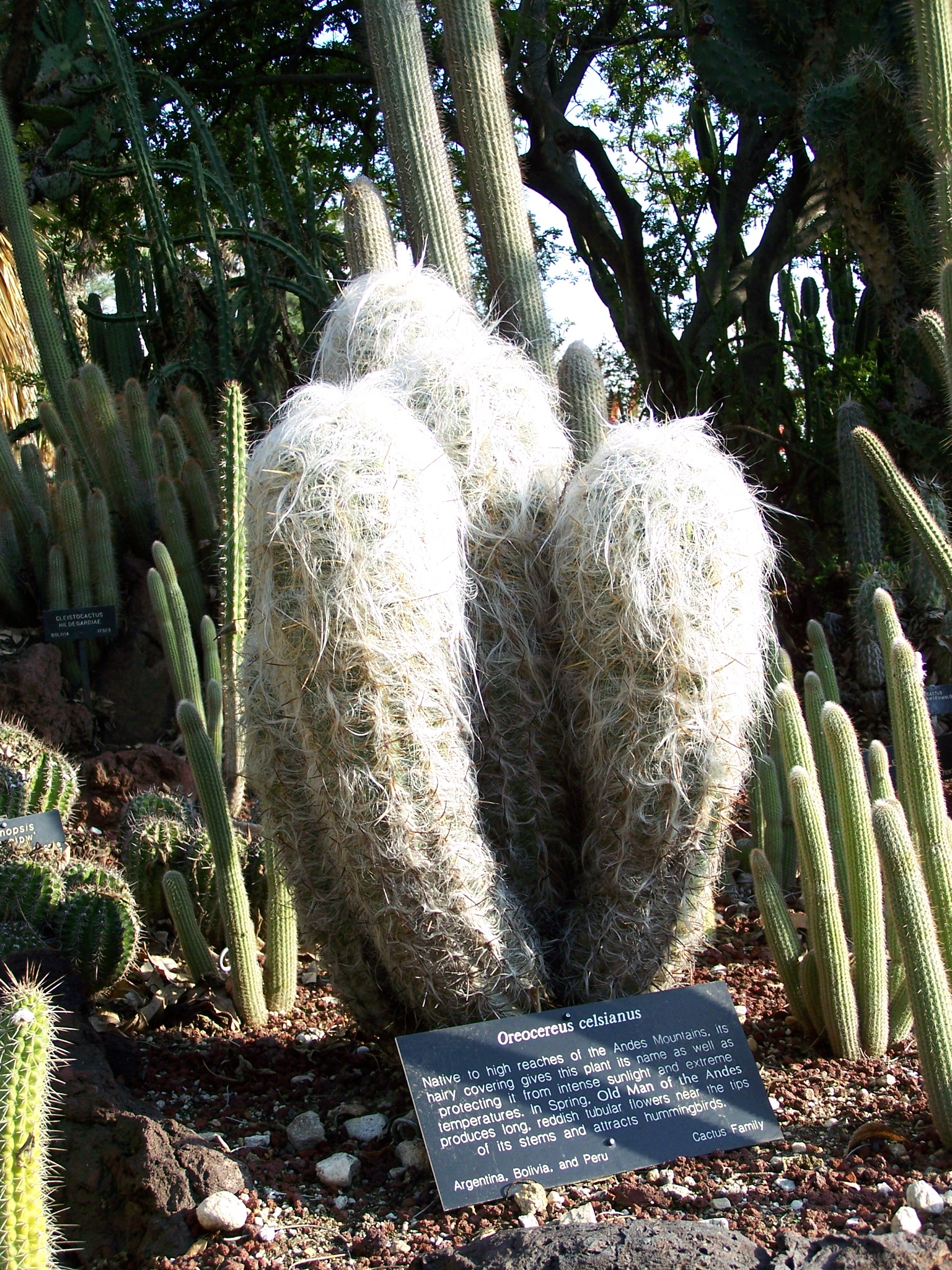 File Specimen Of Oreocereus Celsianus From The Huntington