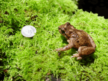 File:Tailed frog.gif