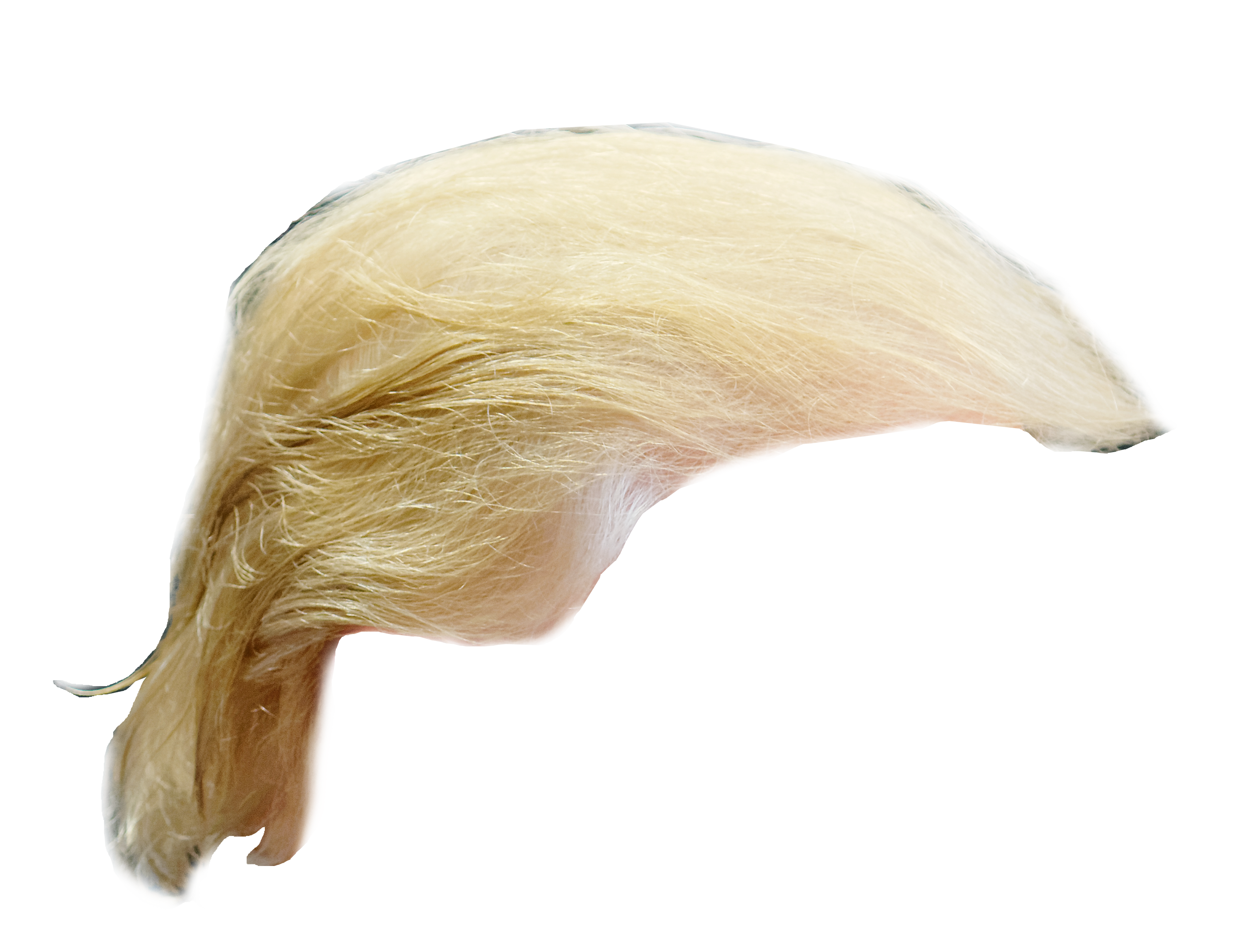 File Trump Hair Png Wikimedia Commons