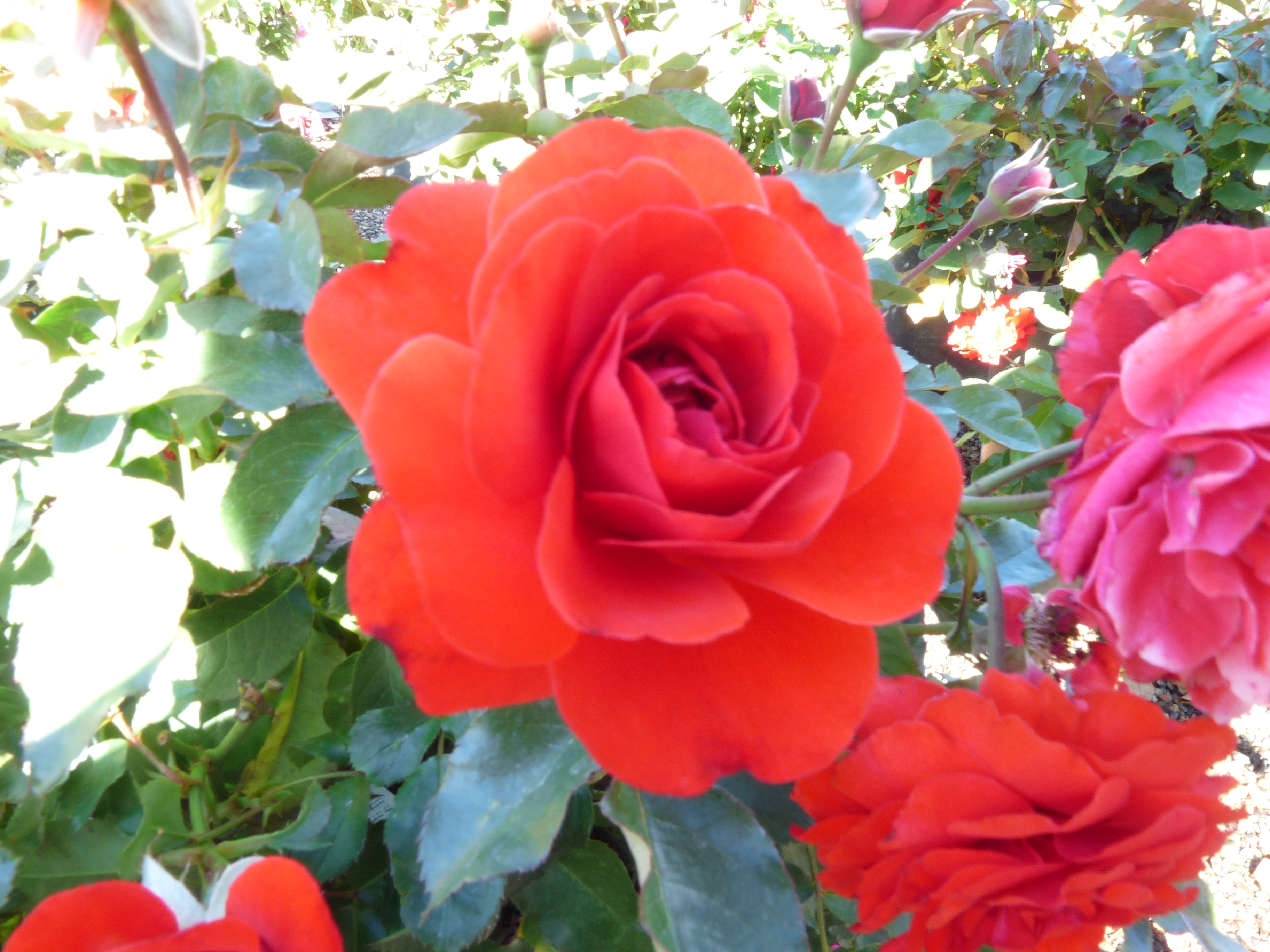 File Trumphant Rose Roger S Garden Newport Beach Jpg Wikimedia