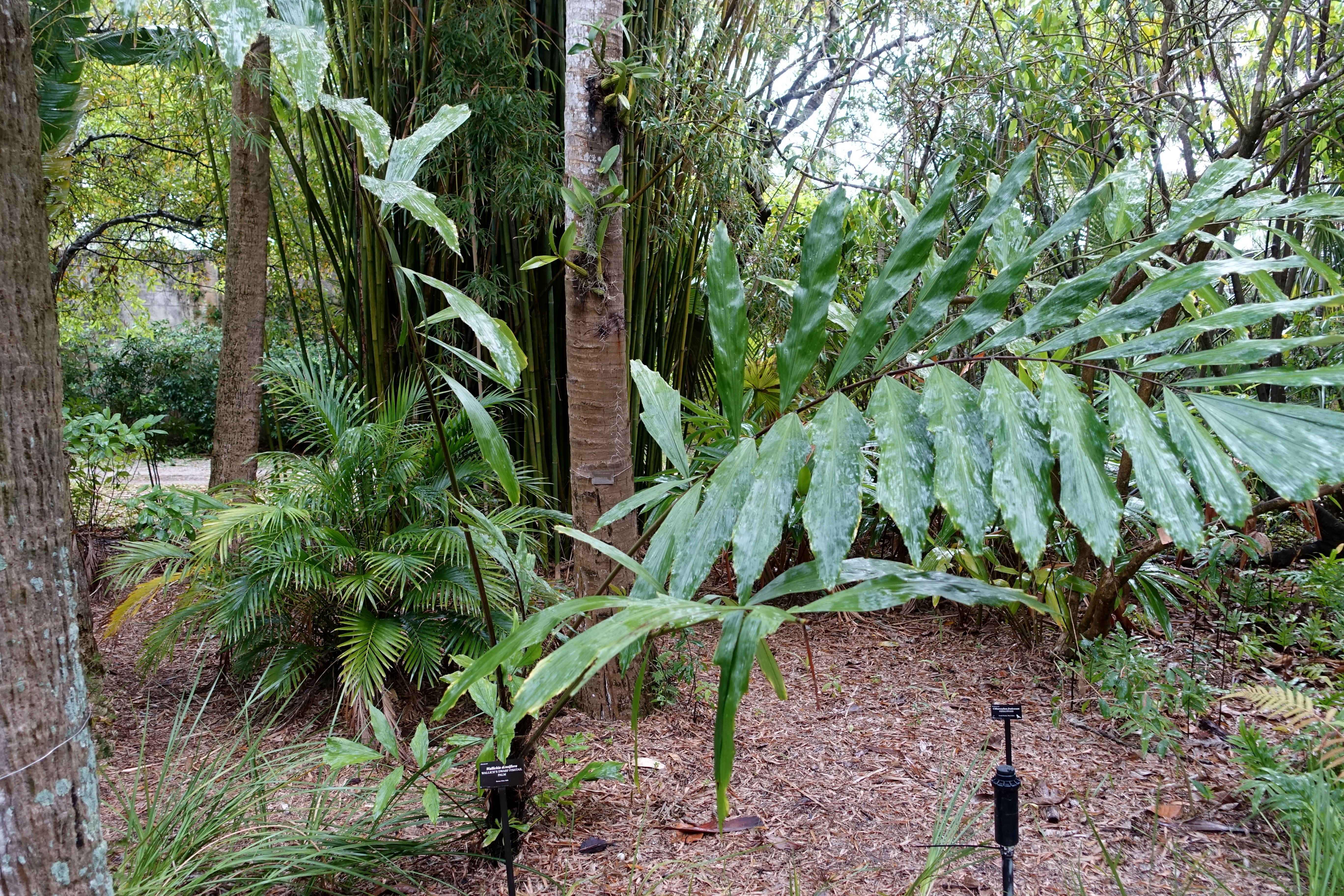 Datei Wallichia Oblongifolia Wallichia Densiflora Mckee